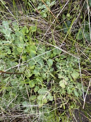 Sanicula bipinnatifida