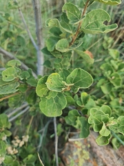 Dombeya rotundifolia