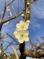 Prunus mume