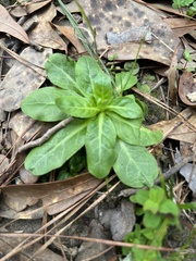 Gamochaeta americana