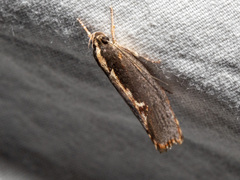 Archaereta dorsivittella