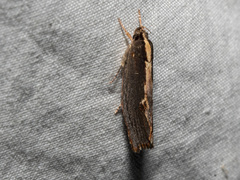 Archaereta dorsivittella