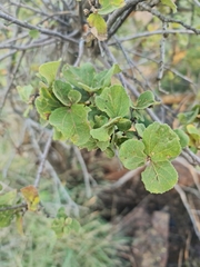 Dombeya rotundifolia