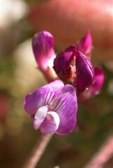 Astragalus nutans