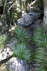 Carex lancea