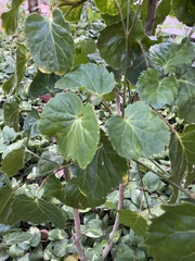 Polyscias balfouriana