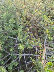 Diospyros austro-africana