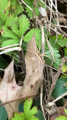 Pisaurina dubia