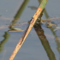 Ischnura heterosticta