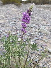 Lupinus arizonicus