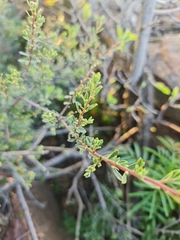 Diospyros austro-africana