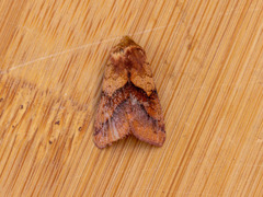 Pyrrhia exprimens