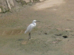 Egretta garzetta