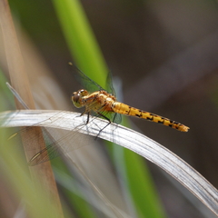 Diplacodes melanopsis