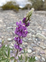 Lupinus arizonicus