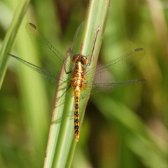 Diplacodes melanopsis