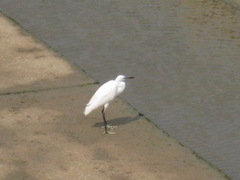 Egretta garzetta