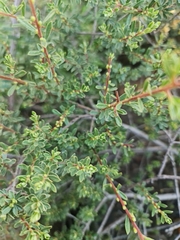 Diospyros austro-africana