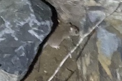 Pseudomys delicatulus