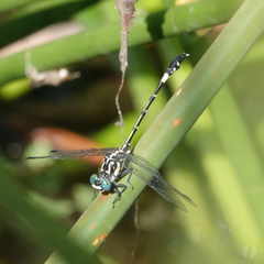 Austroepigomphus praeruptus