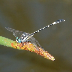 Austroepigomphus praeruptus