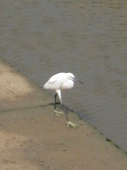 Egretta garzetta