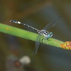Austroepigomphus praeruptus