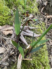 Dichanthelium commutatum