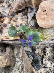 Viola sororia