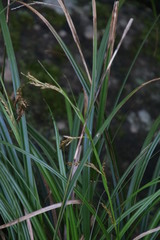 Carex lancea