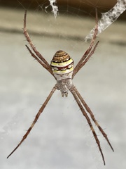 Argiope keyserlingi