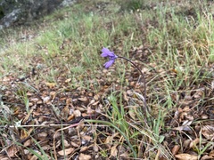 Dipterostemon capitatus