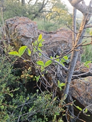 Ficus ingens