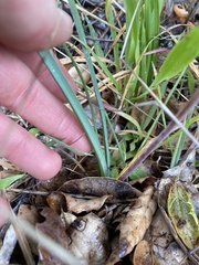 Dipterostemon capitatus