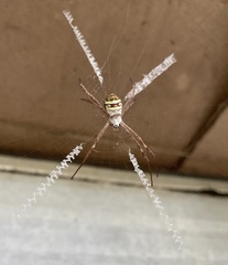 Argiope keyserlingi