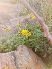 Osteospermum muricatum