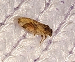 Pachypsylla celtidisvesicula