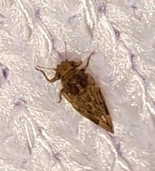 Pachypsylla celtidisvesicula