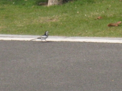 Motacilla alba