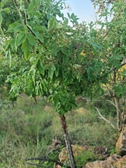 Heteromorpha arborescens