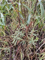 Epilobium canum