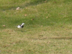 Motacilla alba