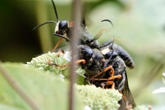 Sphex nudus