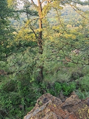 Vachellia robusta
