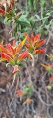 Castilleja tenuiflora