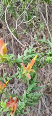 Castilleja tenuiflora