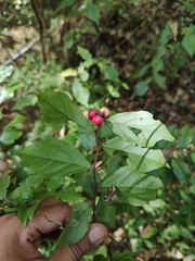 Xylosma flexuosa