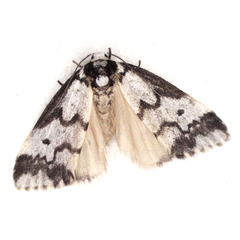 Philenora undulosa