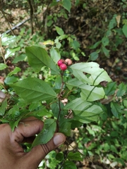 Xylosma flexuosa