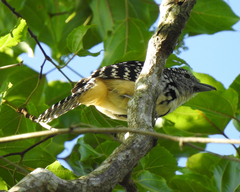 Hypoedaleus guttatus